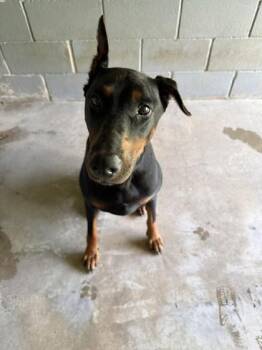 Sammie -  Doberman Pinscher and Mixed Breed Dog for Adoption in Covington, Louisiana - Sammie | PetCurious