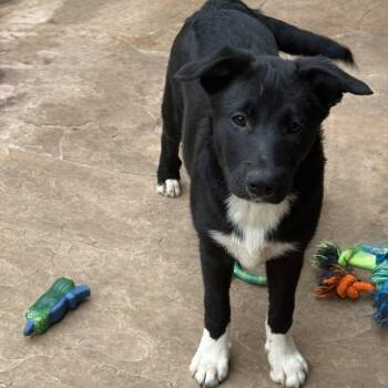 Terrier Dogs Available for Adoption - Twinkle  | PetCurious