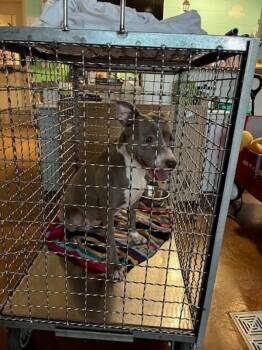 Pluto* -  Pit Bull Terrier Dog for Adoption in Austin, Texas - Pluto* | PetCurious