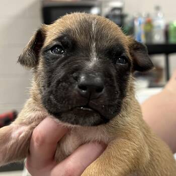 Scout -  Pit Bull Terrier Dog for Adoption in East St. Louis, Illinois - Scout | PetCurious