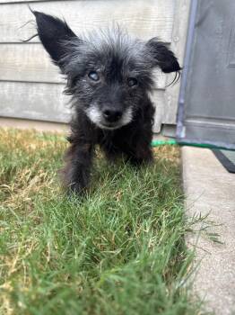 Rescue Chihuahua Dogs for Adoption in Austin, Texas - Vera | PetCurious