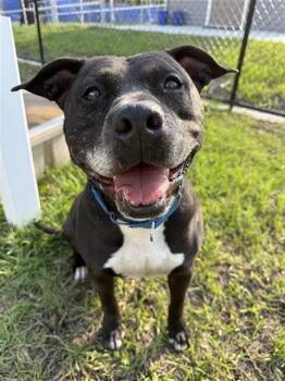 BODY -  Mixed Breed Dog for Adoption in Palmetto, Florida - BODY | PetCurious
