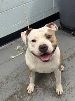 American Bulldog Dogs Available for Adoption - Thor | PetCurious