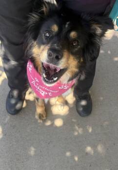 Border Collie and Australian Shepherd Dogs Available for Adoption in Ivins, Utah - Sadie  | PetCurious