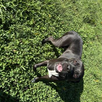 Joker -  Pit Bull Terrier Dog for Adoption in Circleville, Ohio - Joker | PetCurious
