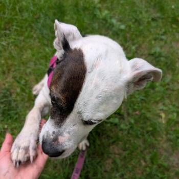 Pita -  Mixed Breed Dog for Adoption in Fairport, New York - Pita | PetCurious