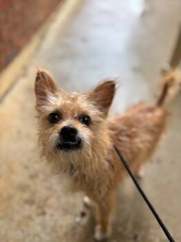 Rescue Chihuahua and Wirehaired Terrier Dogs for Adoption in Aiken, South Carolina - Rocco | PetCurious