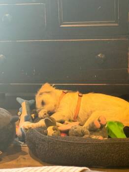 Jane -  Terrier Dog for Adoption in Millcreek, Utah - Jane | PetCurious