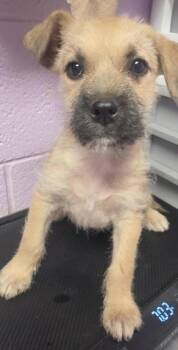 Fox Terrier and Mixed Breed Dogs Available for Adoption in El Paso, Texas - 61070053 | PetCurious