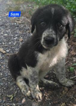 Sam -  Great Pyrenees Dog for Adoption in Alexander, Arkansas - Sam | PetCurious