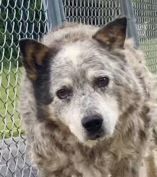 Courtney -  Australian Cattle Dog Blue Heeler Dog for Adoption in Glasgow, Kentucky - Courtney | PetCurious