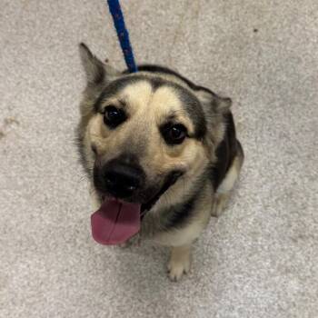 Jackson -  German Shepherd Dog and Mixed Breed Dog for Adoption in Horn Lake, Mississippi - Jackson | PetCurious