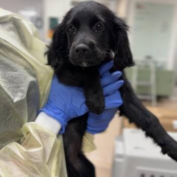 Okra A2296073 -  Cocker Spaniel Dog for Adoption in Los Angeles, California - Okra A2296073 | PetCurious