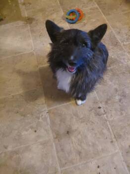 Corgi Dogs Available for Adoption in Schenectady, New York - Harry | PetCurious