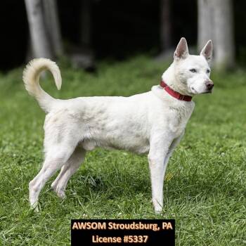 Goose -  Siberian Husky Dog for Adoption in Stroudsburg, Pennsylvania - Goose | PetCurious
