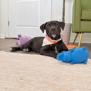 Molly Sunshine Girl Wigglebottom -  Pit Bull Terrier and Husky Dog for Adoption in Friendswood, Texas - Molly Sunshine Girl Wigglebottom | PetCurious