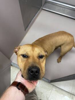 Rescue Black Mouth Cur and Shepherd Dogs for Adoption in Sherwood, Arkansas - Willie | PetCurious