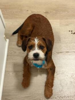 Border Terrier Dogs Available for Adoption in Manhattan Beach, California - Chewy | PetCurious