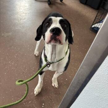 Hound and Mixed Breed Dogs Available for Adoption - Athena | PetCurious