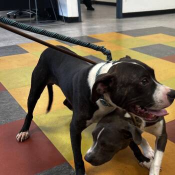 Wookiee -  Mixed Breed Dog for Adoption in Philadelphia, Pennsylvania - Wookiee | PetCurious
