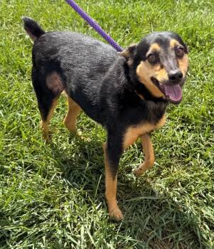 Julius -  Miniature Pinscher Dog for Adoption in Defiance, Ohio - Julius | PetCurious