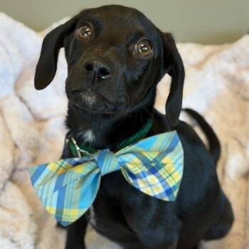 Freddy Mercury -  Mixed Breed Dog for Adoption in Asheville, North Carolina - Freddy Mercury | PetCurious