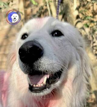 Great Pyrenees Dogs Available for Adoption - Panther | PetCurious