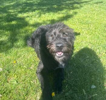 Terrier and Poodle Dogs Available for Adoption in Minneapolis, Minnesota - Ollie | PetCurious