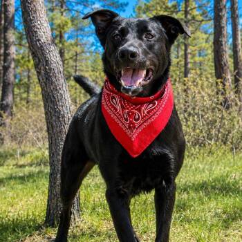 Mixed Breed Dogs Available for Adoption in Grayling, Michigan - Milo | PetCurious
