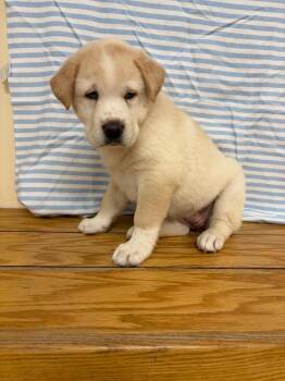 Yogi -  Labrador Retriever and Mixed Breed Dog for Adoption in Clinton, South Carolina - Yogi | PetCurious