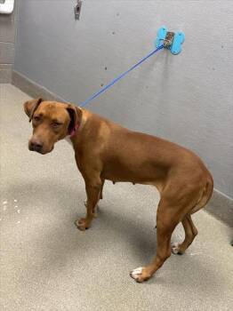Rescue Rhodesian Ridgeback and Mixed Breed Dogs for Adoption in Las Vegas, Nevada - SUGAH | PetCurious