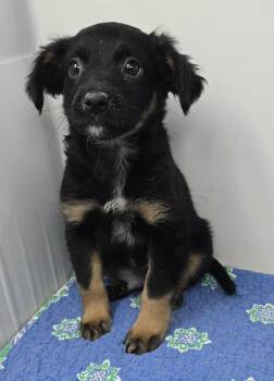 Ashland -  Terrier and Labrador Retriever Dog Available for Adoption in New York, New York - Ashland | PetCurious