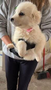 Great Pyrenees and Mixed Breed Dogs Available for Adoption in Calgary, Alberta - Bat Star | PetCurious