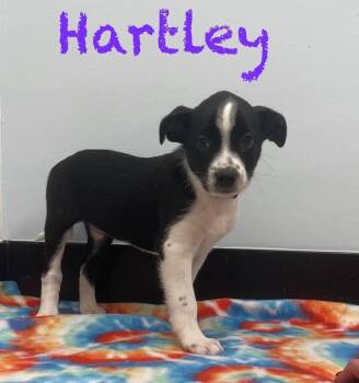 Hartley -  Jack Russell Terrier and Border Collie Dog for Adoption in Casselberry, Florida - Hartley | PetCurious