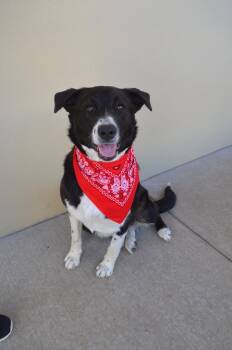 Tootsie -  Mixed Breed Dog for Adoption in Mckinney, Texas - Tootsie | PetCurious