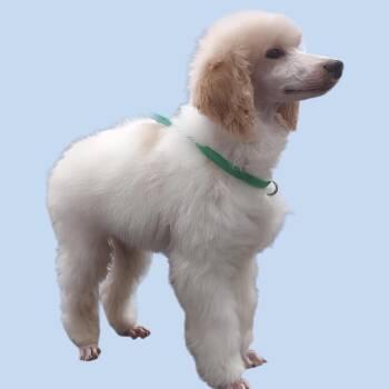 Rescue Standard Poodle Dogs for Adoption in Lincolnwood, Illinois - Marshmallo | PetCurious