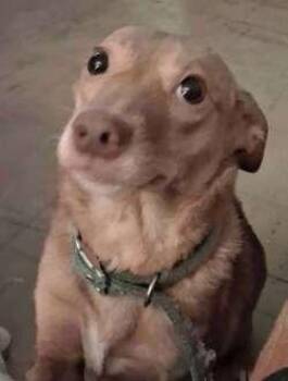 Cinnamon -  Dachshund Dog for Adoption in Sudbury, Massachusetts - Cinnamon | PetCurious