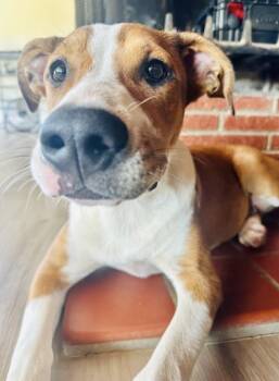 Rescue Pit Bull Terrier and American Staffordshire Terrier Dogs for Adoption in Colorado Springs, Colorado - Fang | PetCurious