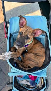 Hazel -  Mixed Breed Dog for Adoption in Myrtle Beach, South Carolina - Hazel | PetCurious