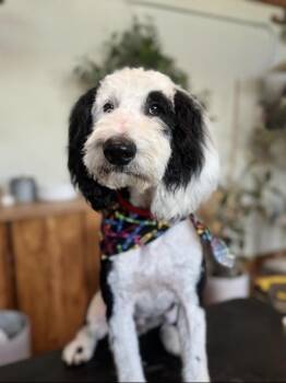 Standard Poodle and Golden Retriever Dogs Available for Adoption in Tucson, Arizona - Snoopy | PetCurious