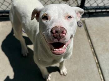 Pit Bull Terrier and Mixed Breed Dogs Available for Adoption in Tulsa, Oklahoma - WENDY | PetCurious