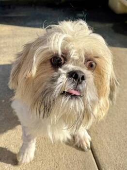 Byron -  Shih Tzu and Mixed Breed Dog for Adoption in New Orleans, Louisiana - Byron | PetCurious