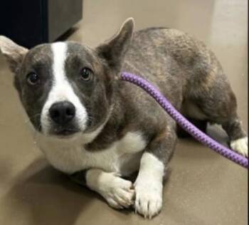Cardigan Welsh Corgi and Mixed Breed Dogs Available for Adoption in Bowling Green, Kentucky - Kyle | PetCurious