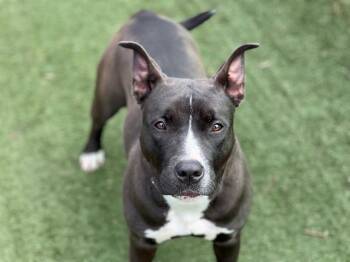 Pit Bull Terrier Dogs Available for Adoption - KAREN | PetCurious