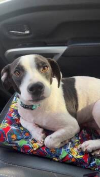 Jack Russell Terrier Dogs Available for Adoption in Sterling, Massachusetts - OREO 1YR AVA 5/13 | PetCurious