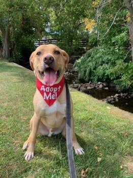 Rescue Labrador Retriever Dogs for Adoption in North Adams, Massachusetts - Kash | PetCurious