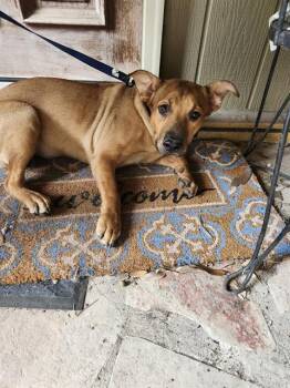 Rescue Black Mouth Cur Dogs for Adoption in San Antonio, Texas - ROSEY | PetCurious