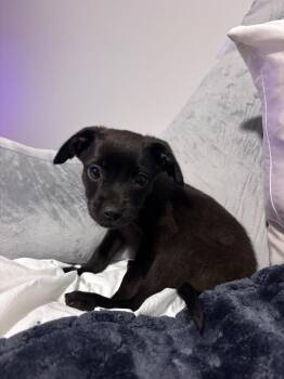 Remi -  Terrier Dog for Adoption in Forsyth, Georgia - Remi | PetCurious