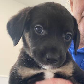 Labrador Retriever and Mixed Breed Dogs Available for Adoption - Jasmine | PetCurious