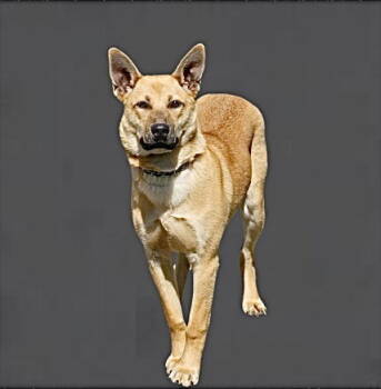 Rescue Shepherd Dogs for Adoption in Crossville, Tennessee - SEBASTIAN | PetCurious